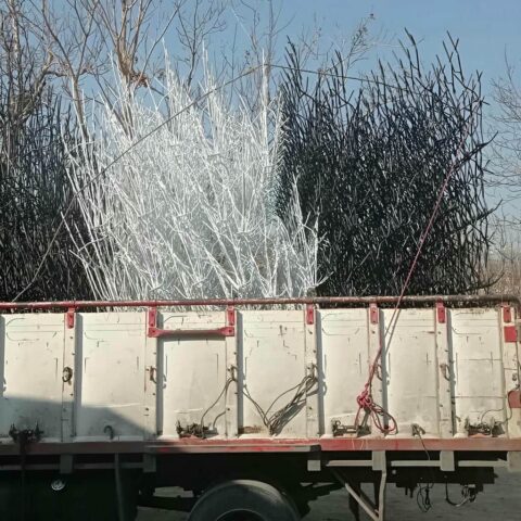انواع مدل های حفاظ شاخ گوزنی در زاهدان