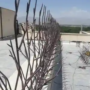 حفاظ شاخ گوزنی تراکم 31 در زاهدان